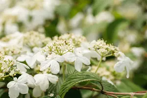 Viburnum plic. 'Kilimandjaro' 100-125   C25 - afbeelding 1