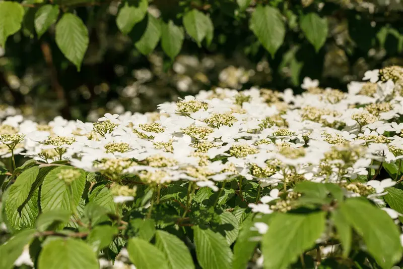 Viburnum plic. 'Kilimandjaro' 100-125 C25 - afbeelding 2