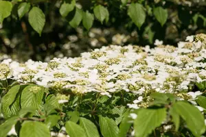 Viburnum plic. 'Kilimandjaro' 100-125 C25 - afbeelding 2