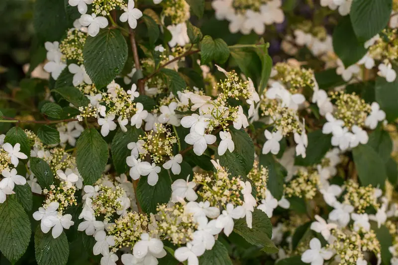 Viburnum plic. 'Kilimandjaro' 100-125 C25 - afbeelding 3