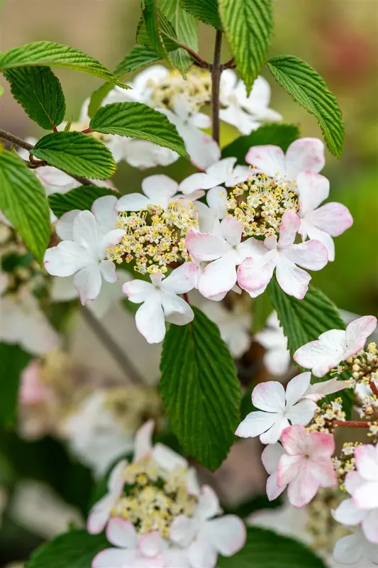 Viburnum plic. 'Kilimandjaro Sunrise'® 60- 80   C12 - afbeelding 2