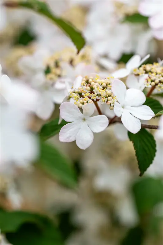 Viburnum plic. 'Kilimandjaro Sunrise'® 60- 80   C12 - afbeelding 4