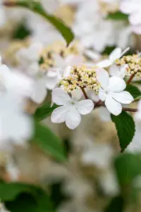 Viburnum plic. 'Kilimandjaro Sunrise'® 60- 80   C12 - afbeelding 4