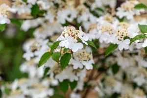 Viburnum plic. 'Kilimandjaro Sunrise'® 60- 80   C12 - afbeelding 3