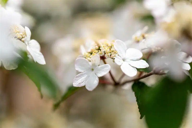 Viburnum plic. 'Kilimandjaro Sunrise'® 60- 80   C12 - afbeelding 5