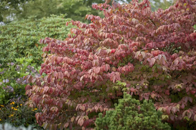 Viburnum plic. 'Mariesii' 100-125   C20 - afbeelding 1