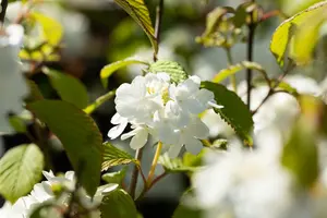 Viburnum plic. 'Newport' 30- 50   C - afbeelding 1
