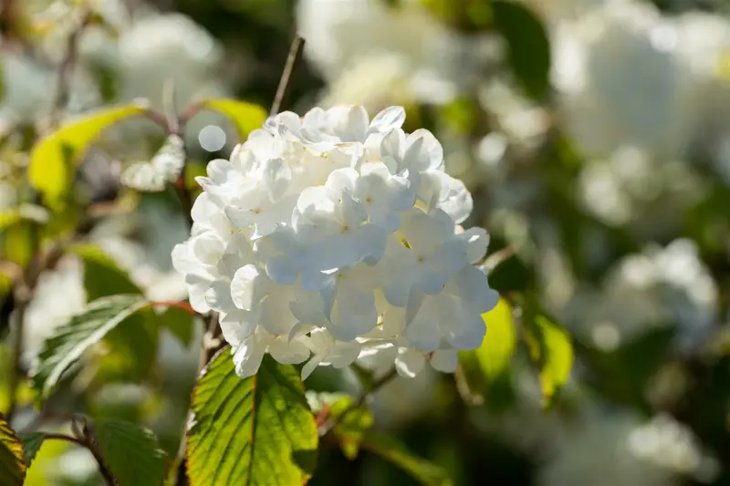 Viburnum plic. 'Newport' 30- 50   C - afbeelding 2