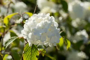 Viburnum plic. 'Newport' 30- 50   C - afbeelding 2