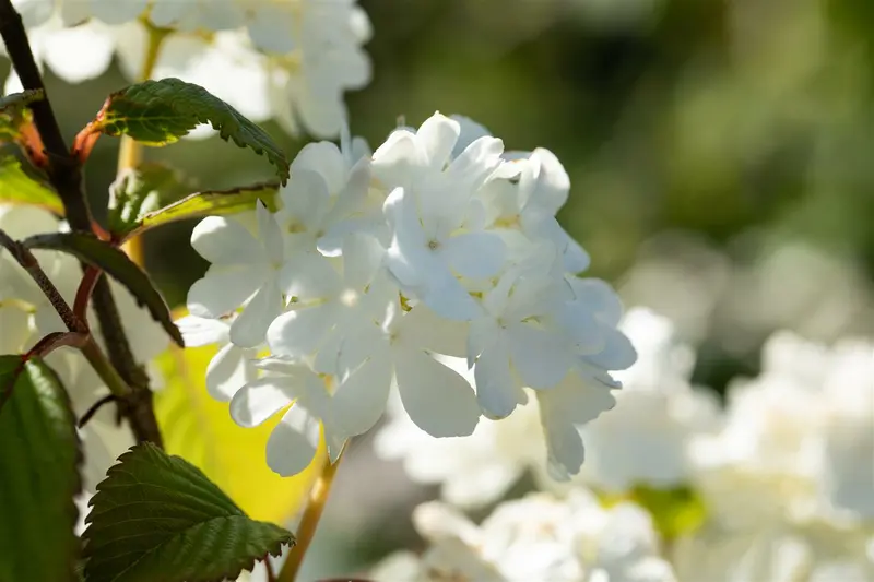 Viburnum plic. 'Newport' 30- 50   C - afbeelding 3