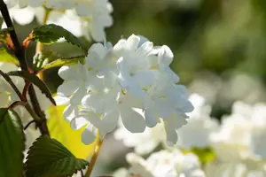 Viburnum plic. 'Newport' 30- 50   C - afbeelding 3