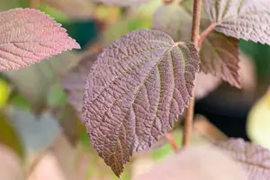 Viburnum plic. 'Opening Day'® 50- 60   C7,5 - afbeelding 1