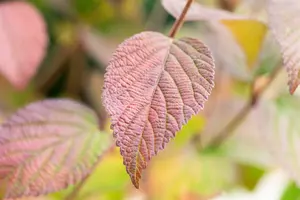 Viburnum plic. 'Opening Day'® 50- 60   C7,5 - afbeelding 2