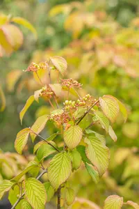 var. tomentosum - afbeelding 3