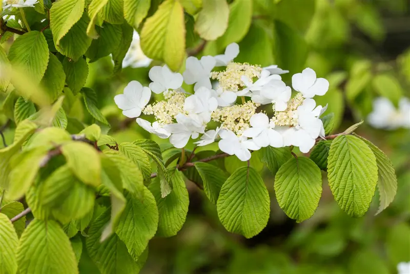Viburnum plic. 'Tomentosum' 80-100   C25 - afbeelding 1