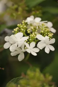 Watanabe - afbeelding 5