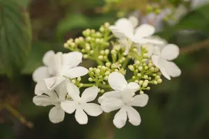 Watanabe - afbeelding 4