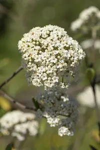 Viburnum 'Pragense' 40- 60 C - afbeelding 2