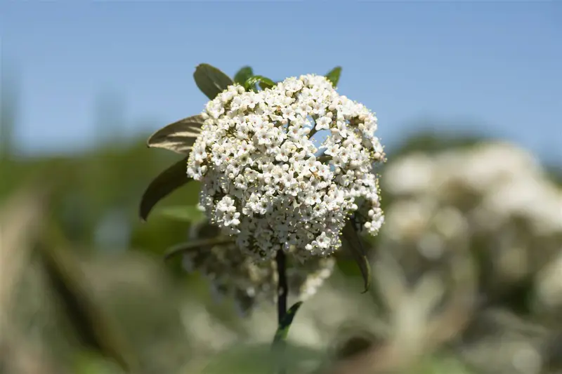 Viburnum 'Pragense' 50- 60   C4 - afbeelding 1