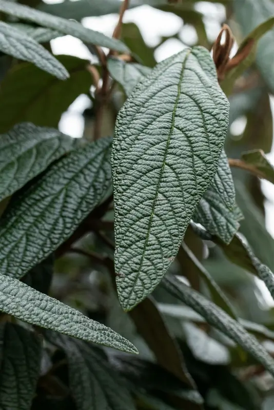 Viburnum 'Pragense' 80-100   C15 - afbeelding 3