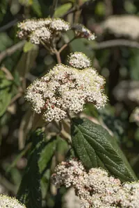 viburnum rhytidophyllum (30- 50cm) - afbeelding 2