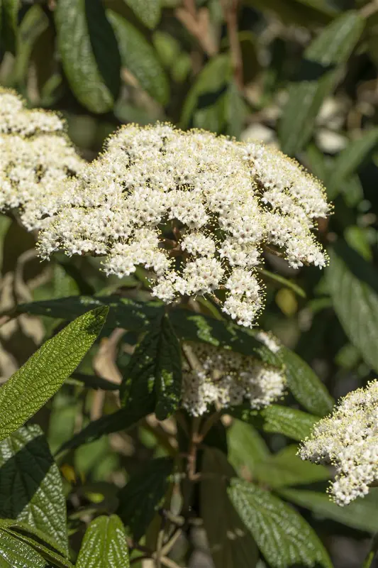 viburnum rhytidophyllum (30- 50cm) - afbeelding 5