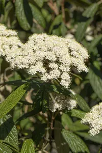 viburnum rhytidophyllum (30- 50cm) - afbeelding 5