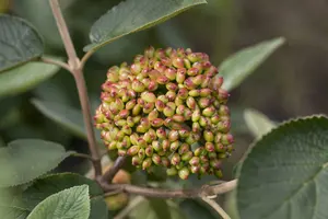 viburnum rhytidophyllum (30- 50cm) - afbeelding 1
