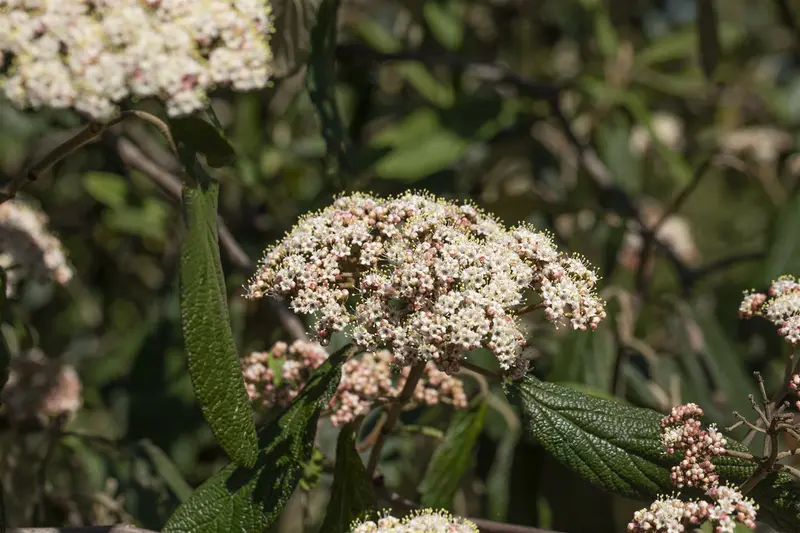 viburnum rhytidophyllum (30- 50cm) - afbeelding 3