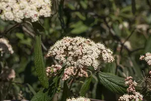 viburnum rhytidophyllum (30- 50cm) - afbeelding 3