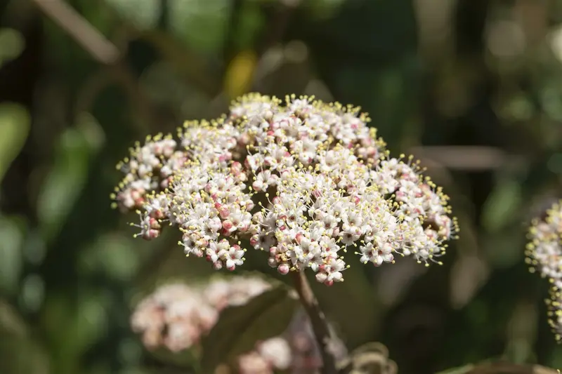 viburnum rhytidophyllum (30- 50cm) - afbeelding 4
