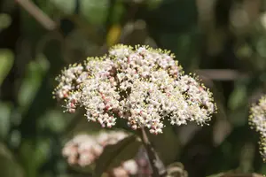 viburnum rhytidophyllum (30- 50cm) - afbeelding 4