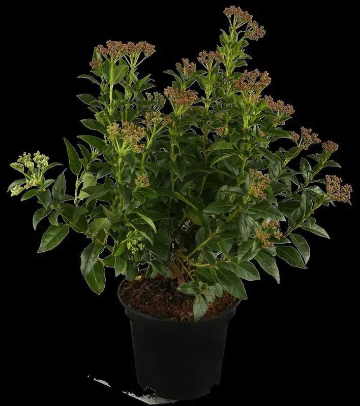viburnum tinus (30- 40 cm) - afbeelding 4