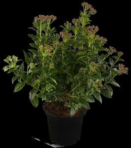 viburnum tinus (30- 40 cm) - afbeelding 4