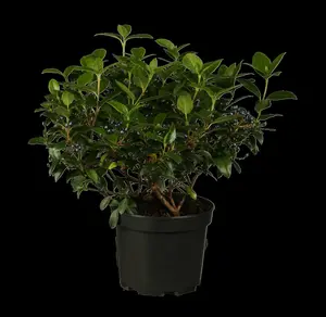 viburnum tinus (30- 40 cm) - afbeelding 1