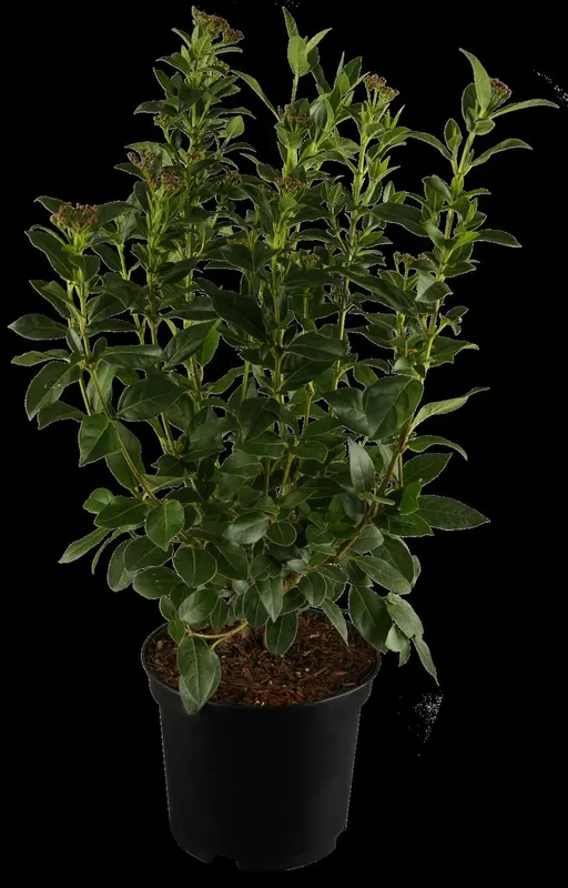 viburnum tinus (30- 40 cm) - afbeelding 5