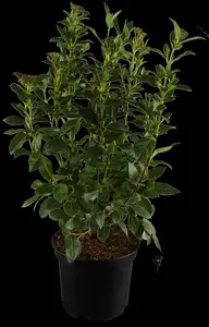 viburnum tinus (30- 40 cm) - afbeelding 5