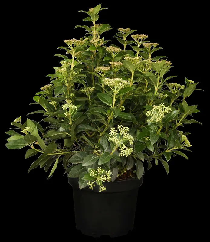 viburnum tinus (40- 50cm) - afbeelding 3