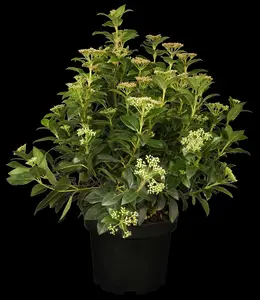 viburnum tinus (40- 50cm) - afbeelding 3