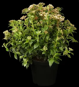 viburnum tinus (40- 50cm) - afbeelding 2