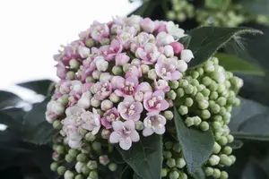 Viburnum tinus 80-100   C15 - afbeelding 2