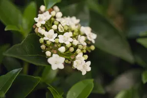 Viburnum tinus 80-100   C15 - afbeelding 5