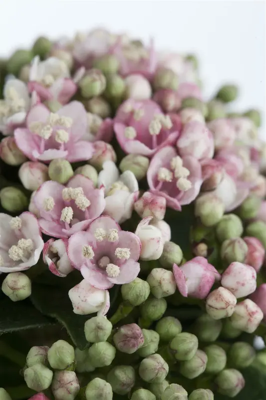 Viburnum tinus 80-100   C25 - afbeelding 3