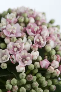 Viburnum tinus 80-100   C25 - afbeelding 3