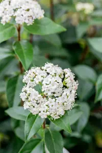 Viburnum tinus 'Eve Price' 40- 50   C5 - afbeelding 2