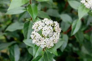 Viburnum tinus 'Eve Price' 60- 80   C12 - afbeelding 1