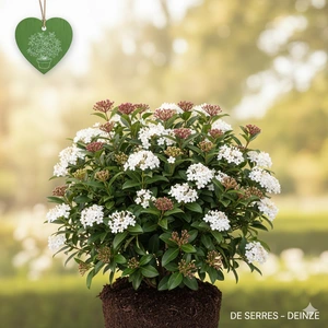 Viburnum tinus 'Spirit' C (25- 30)