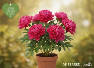 Paeonia lactiflora 'Victoire de la Marne' C1