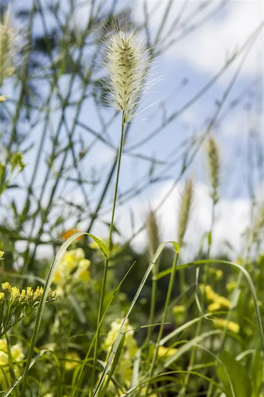 pennisetum villosum P9 - afbeelding 2