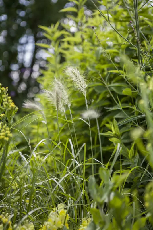 pennisetum villosum P9 - afbeelding 3